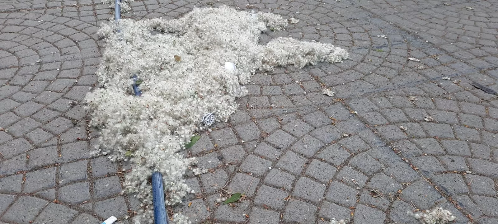 Aparecieron las primeras “pelusas” blancas de la temporada: ¿qué pueden provocar?