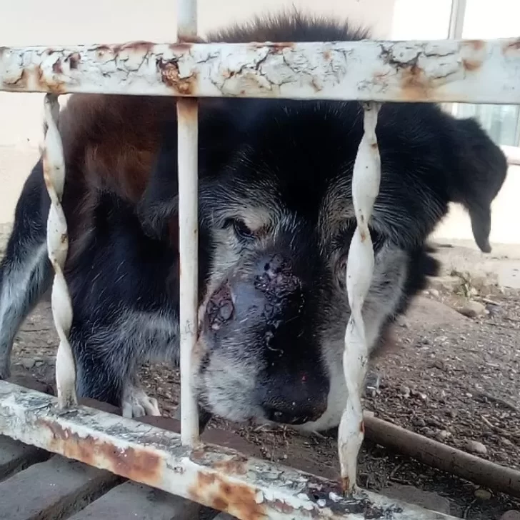 Control Animal asistió a la perra que estaba siendo comida por moscas: podrían quitársela a los dueños