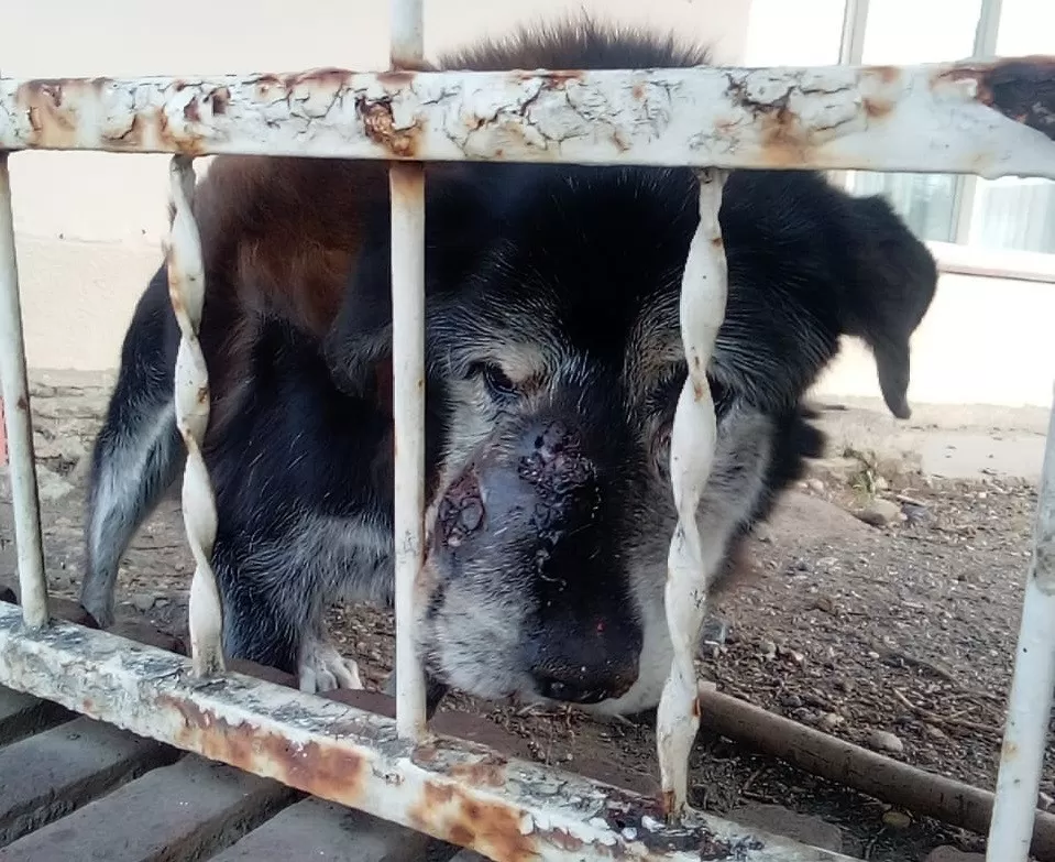 Control Animal asistió a la perra que estaba siendo comida por moscas: podrían quitársela a los dueños