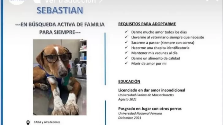 Le crearon un CV a un perrito en adopción y el pedido se volvió viral