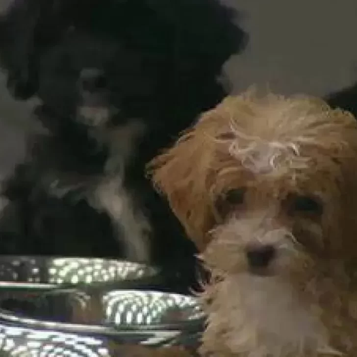 Uno de los perritos en Gran Hermano comenzó a llorar y cortaron la transmisión: “La tiene rara” Uno de los perritos en Gran Hermano comenzó a llorar y cortaron la transmisión: “La tiene rara”