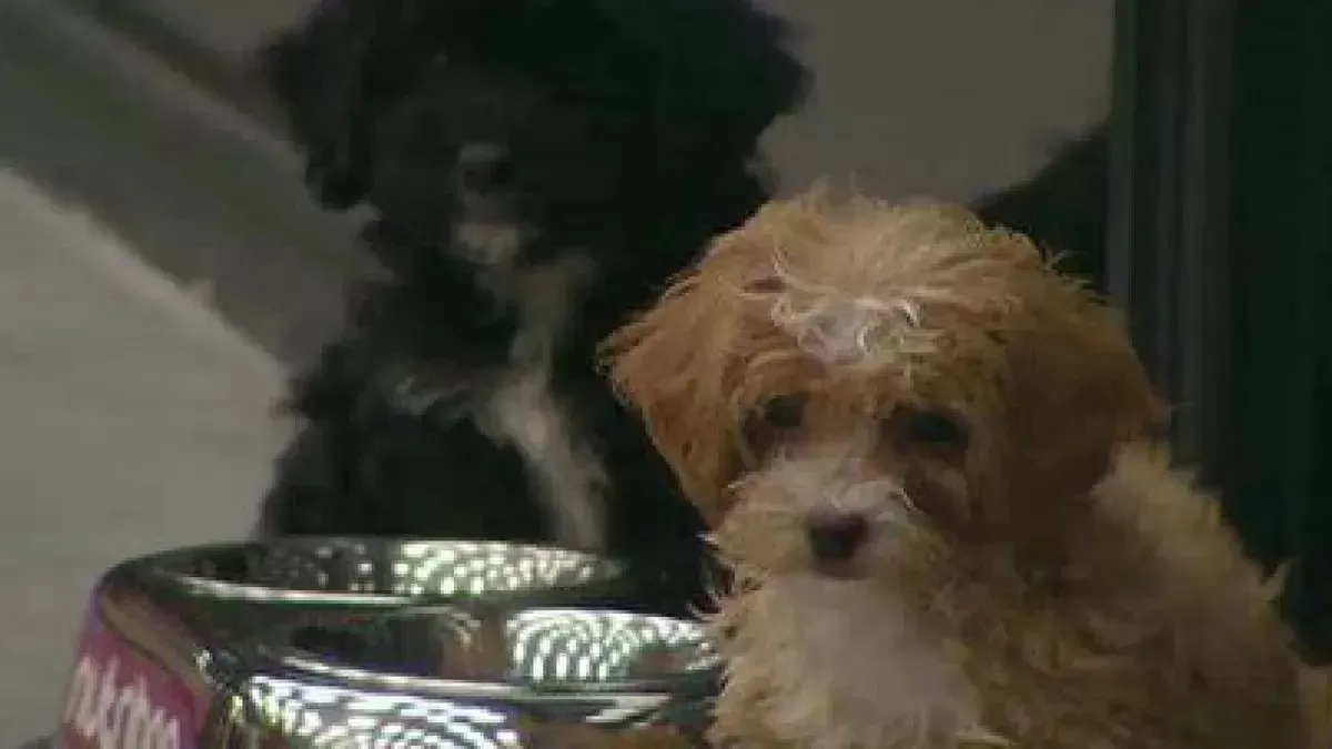 Uno de los perritos en Gran Hermano comenzó a llorar y cortaron la transmisión: “La tiene rara” Uno de los perritos en Gran Hermano comenzó a llorar y cortaron la transmisión: “La tiene rara”