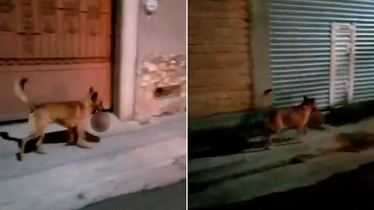 Video. Filmaron a un perro paseando con una cabeza humana en el hocico