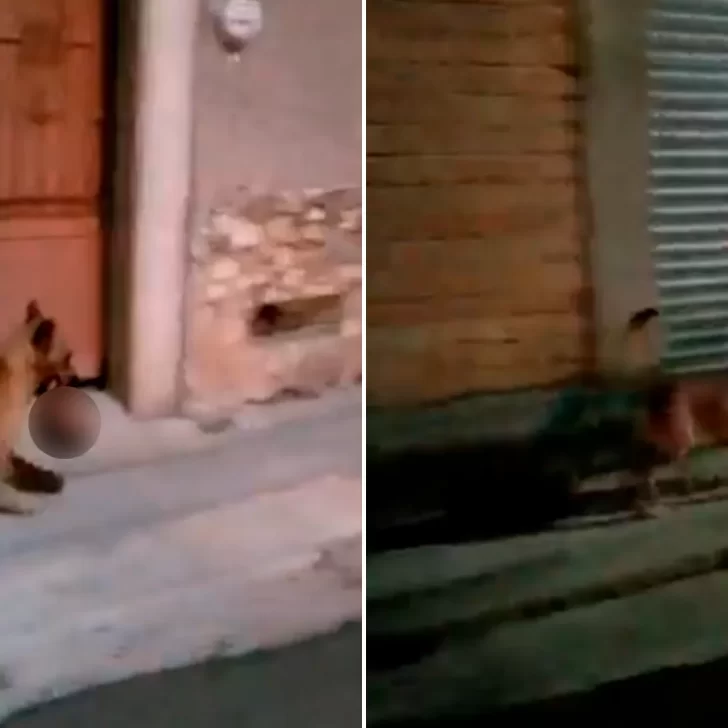 Video. Filmaron a un perro paseando con una cabeza humana en el hocico