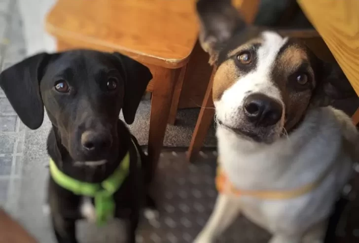 ¿Cuándo es recomendable castrar a un perro o perra?
