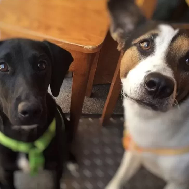 ¿Cuándo es recomendable castrar a un perro o perra?