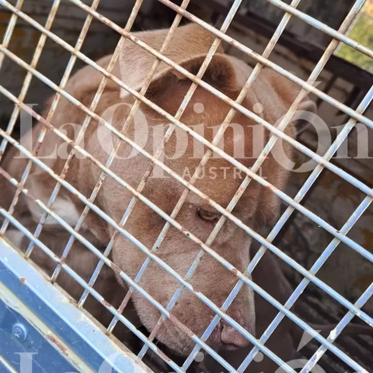 Brutal ataque de pitbull: “Parecía que alguien le hubiese echado carne picada en el pantalón” Brutal ataque de pitbull: “Parecía que alguien le hubiese echado carne picada en el pantalón”