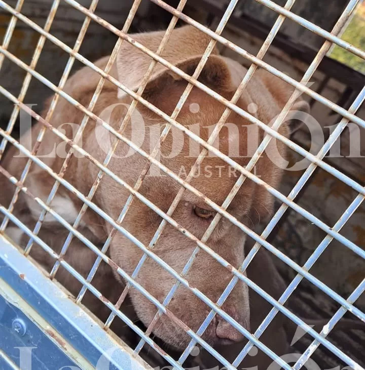 Brutal ataque de pitbull: “Parecía que alguien le hubiese echado carne picada en el pantalón” Brutal ataque de pitbull: “Parecía que alguien le hubiese echado carne picada en el pantalón”