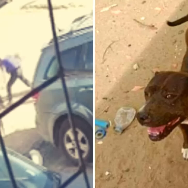 Video. Un pitbull atacó a un adolescente en el cuello y su padre apuñaló al animal