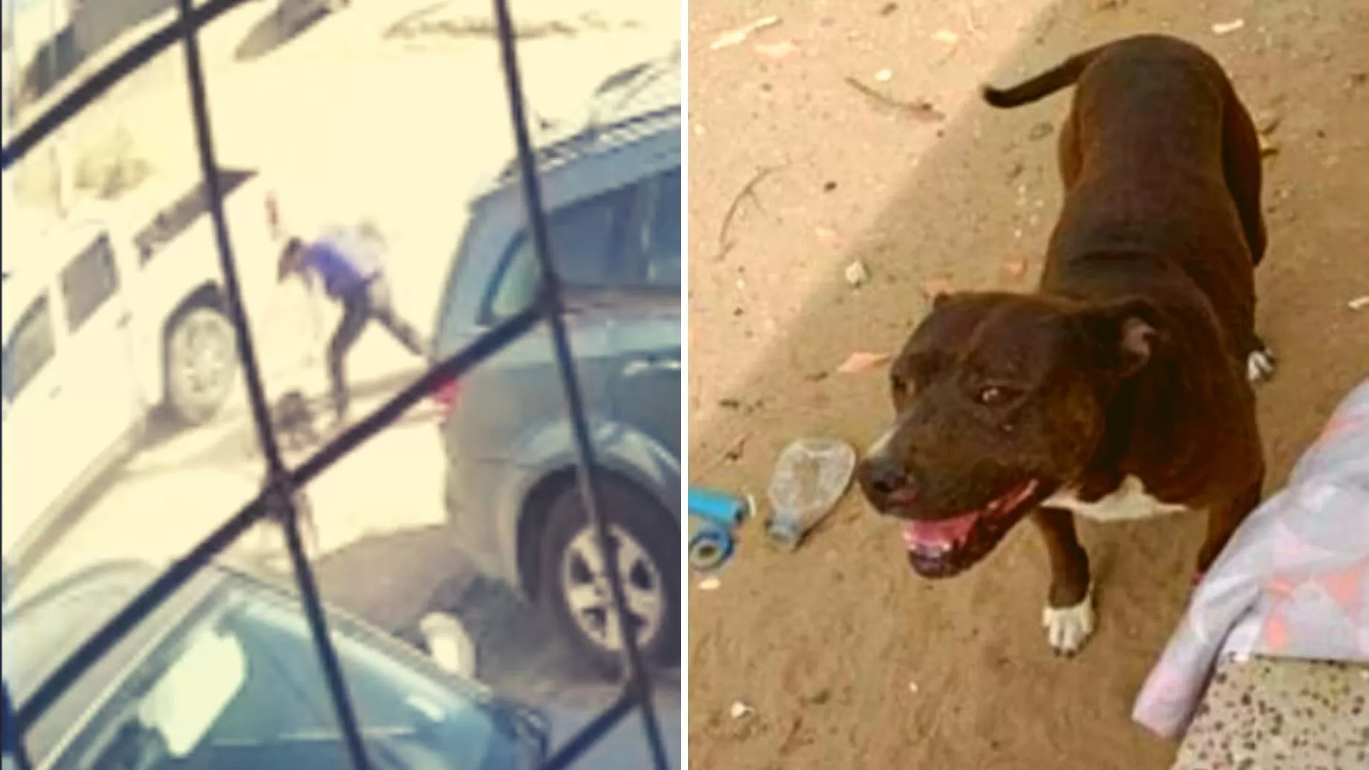 Video. Un pitbull atacó a un adolescente en el cuello y su padre apuñaló al animal