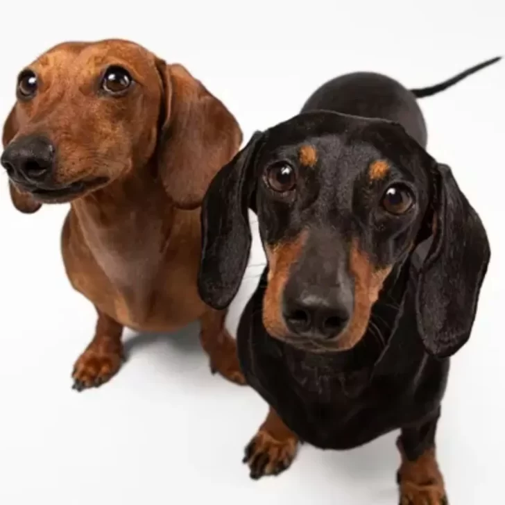 Día del Perro Salchicha: las tiernas fotos de los “salchis” patagónicos Día del Perro Salchicha: las tiernas fotos de los “salchis” patagónicos