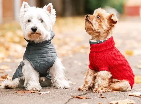 Cómo proteger a tu mascota del frío invernal