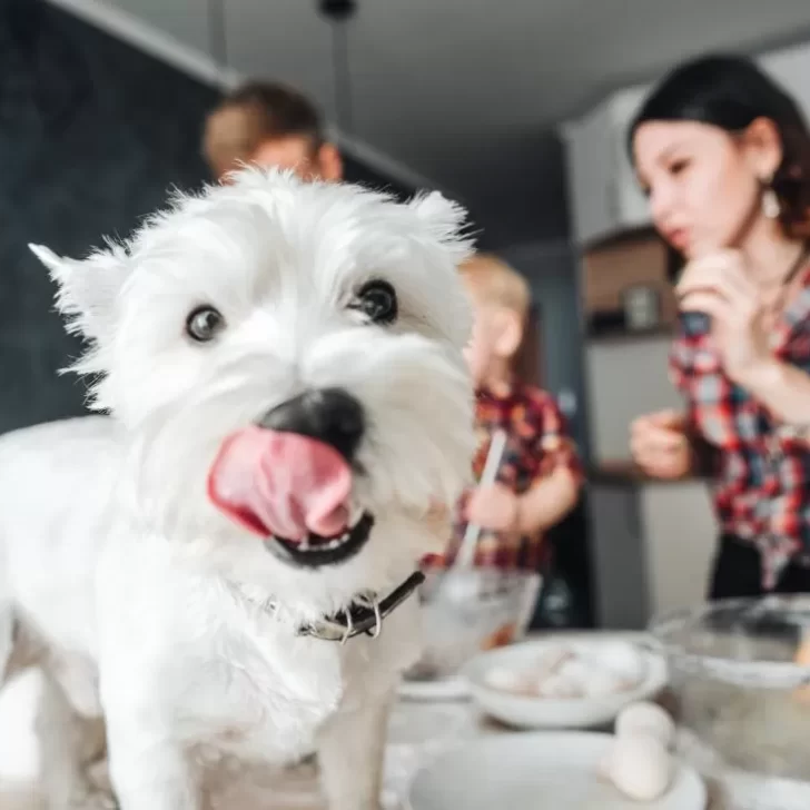 Cuáles son los alimentos prohibidos para los perros