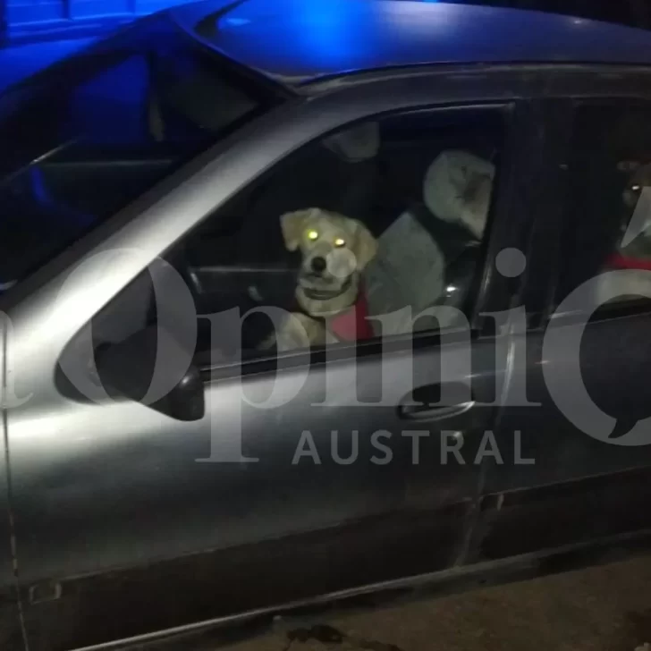 Rescataron a dos perritos que estaban encerrados en un auto: su dueña estaba en el casino y volvió a buscarlos 15 horas después