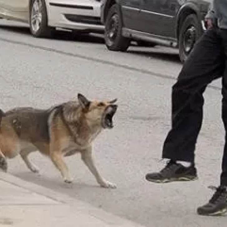Cinco perros atacaron a una mujer en Barrio Evita: le provocaron graves heridas en las piernas