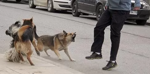 Cinco perros atacaron a una mujer en Barrio Evita: le provocaron graves heridas en las piernas
