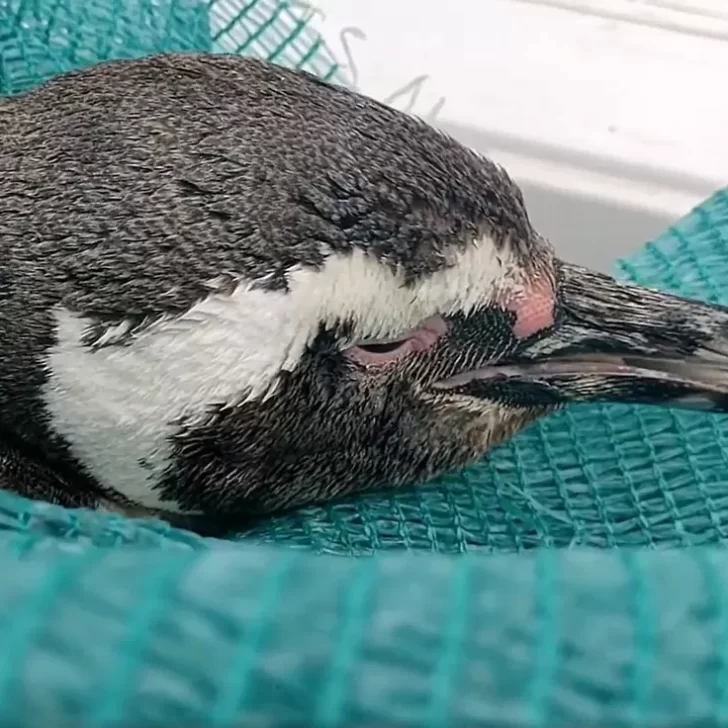 Rescataron a un pingüino que estaba siendo apedreado