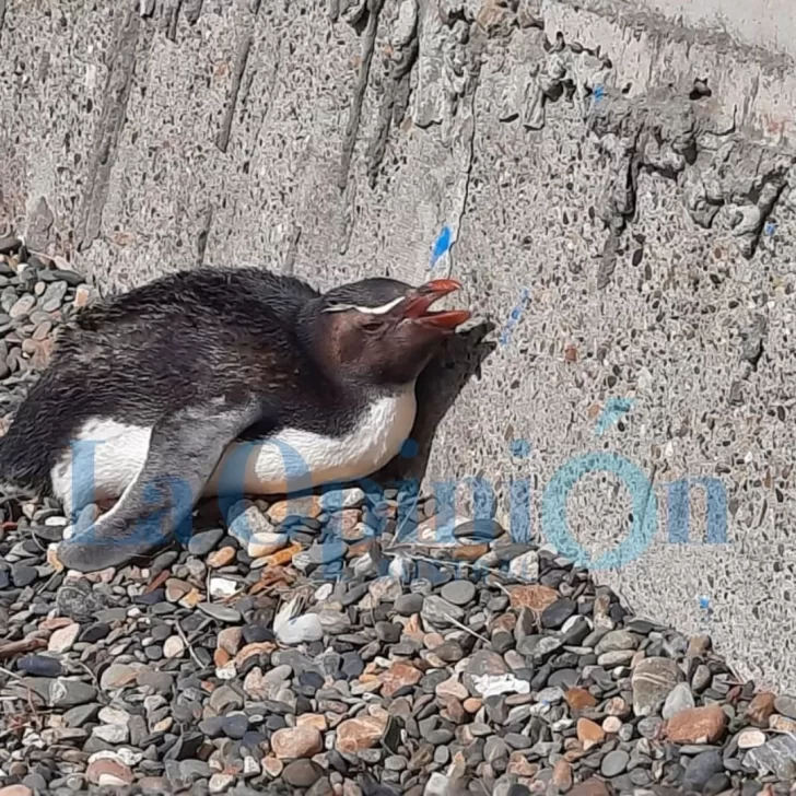 Video. Apareció otro pingüino de penacho amarillo en Río Gallegos