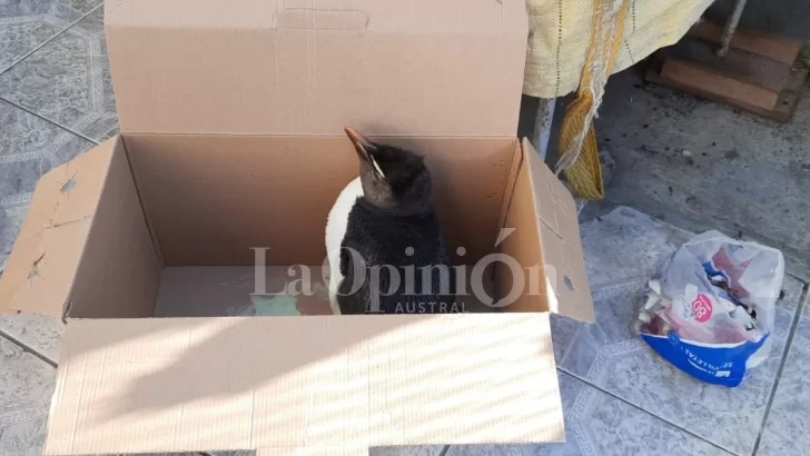 Video. Vecina rescató un pingüino herido y ahora lo tienen en su casa