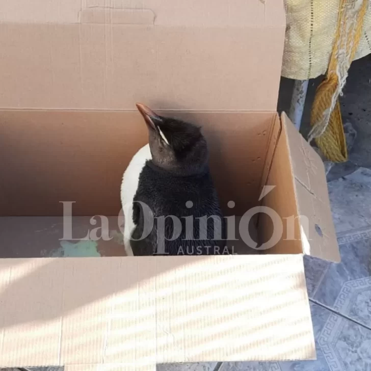 Video. Vecina rescató un pingüino herido y ahora lo tienen en su casa