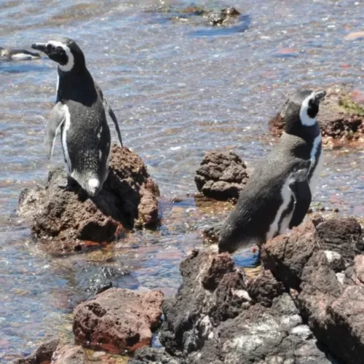 Video. A contrarreloj: los pingüinos reconstruyen sus nidos tras el temporal en Punta Tombo