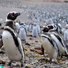 Reserva de pingüinos de Punta Tombo: se habilita este mes y habrá protocolo por gripe aviar
