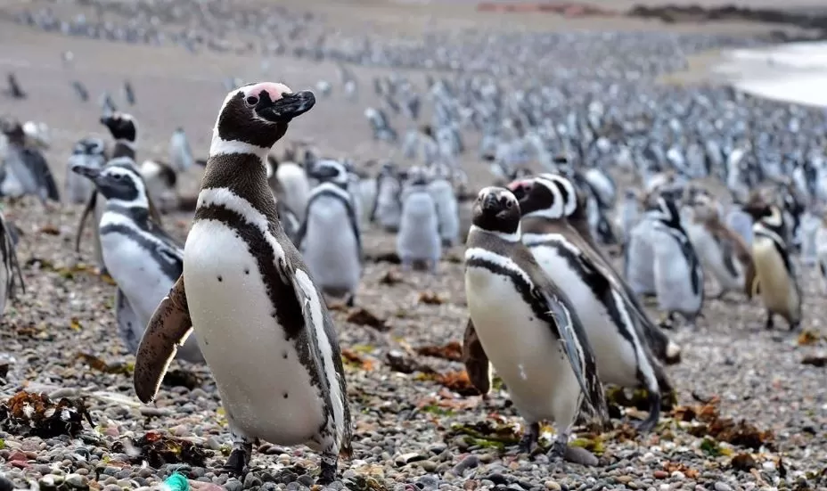 Reserva de pingüinos de Punta Tombo: se habilita este mes y habrá protocolo por gripe aviar