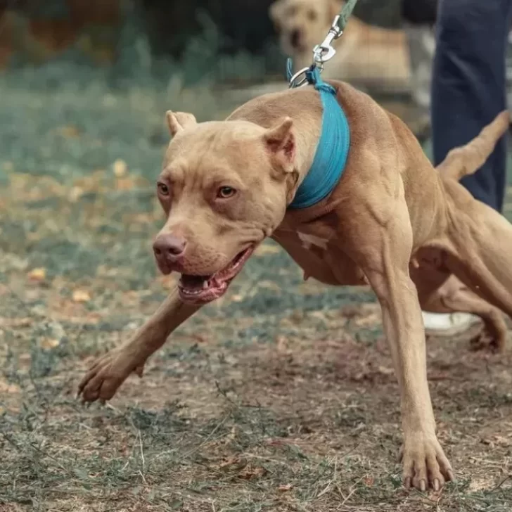 Un perro pitbull atacó a un nene de 4 años en barrio Madres a la Lucha