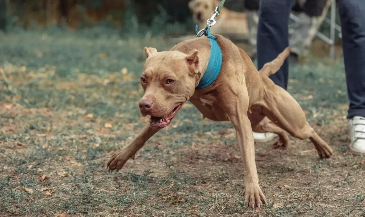 Un perro pitbull atacó a un nene de 4 años en barrio Madres a la Lucha