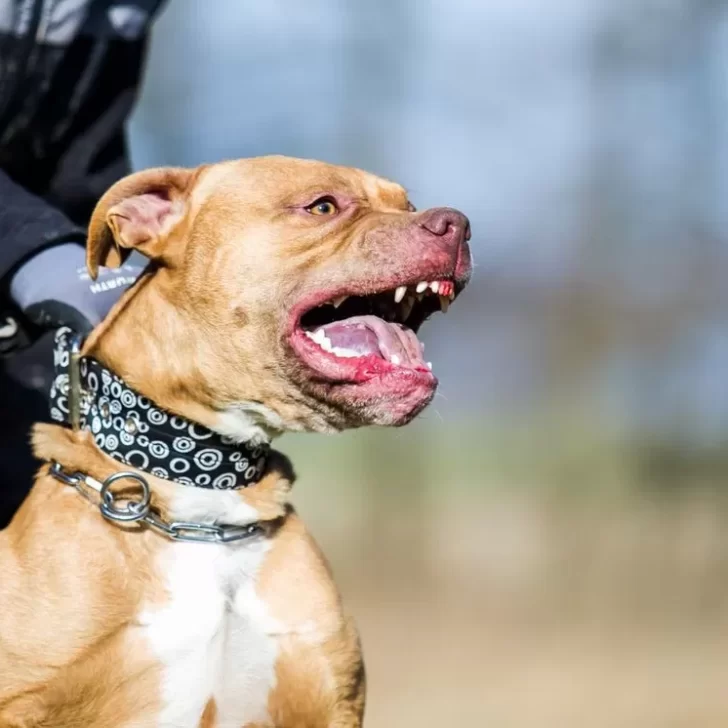 Una bebé de 7 meses se encuentra grave tras ser atacada por el pitbull de su familia Una bebé de 7 meses se encuentra grave tras ser atacada por el pitbull de su familia