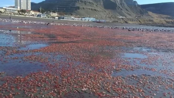 La playa de Comodoro amaneció teñida de rojo: ¿qué produjo este extraño fenómeno?