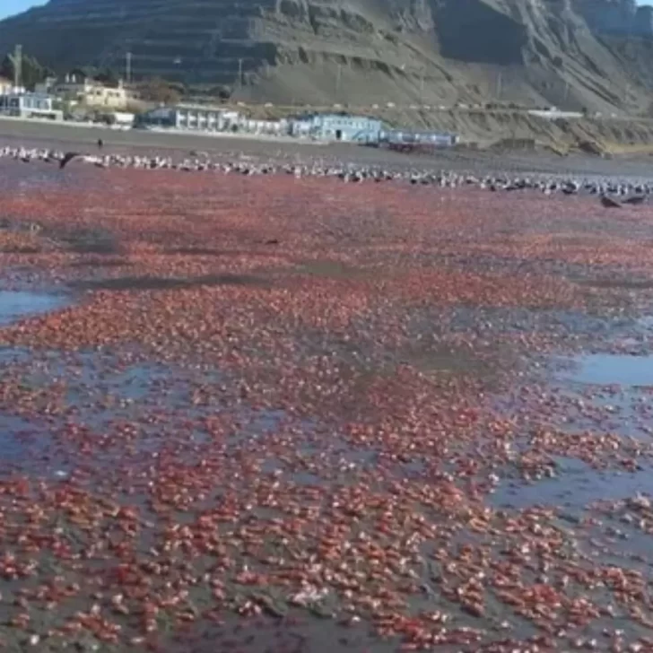 La playa de Comodoro amaneció teñida de rojo: ¿qué produjo este extraño fenómeno?