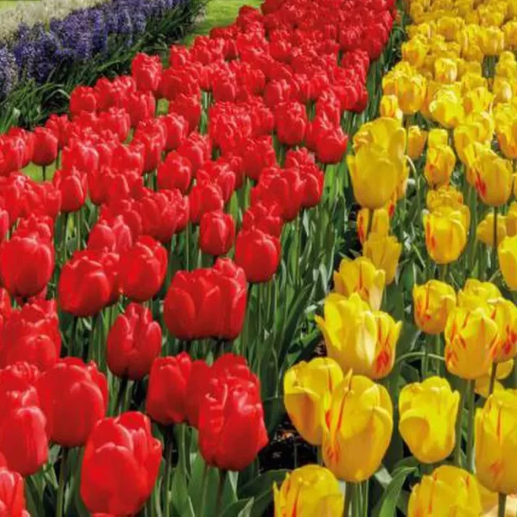 Qué pasará con las clases el Día del Estudiante y de la Primavera y para quienes será feriado Qué pasará con las clases el Día del Estudiante y de la Primavera y para quienes será feriado