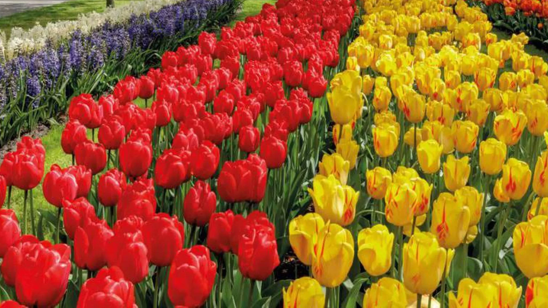 Qué pasará con las clases el Día del Estudiante y de la Primavera y para quienes será feriado Qué pasará con las clases el Día del Estudiante y de la Primavera y para quienes será feriado