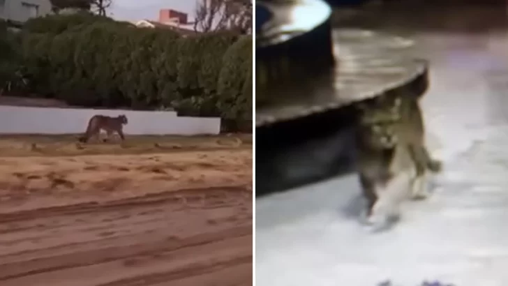 Pumas sueltos en Villa Gesell: temor entre los vecinos por la presencia de los felinos