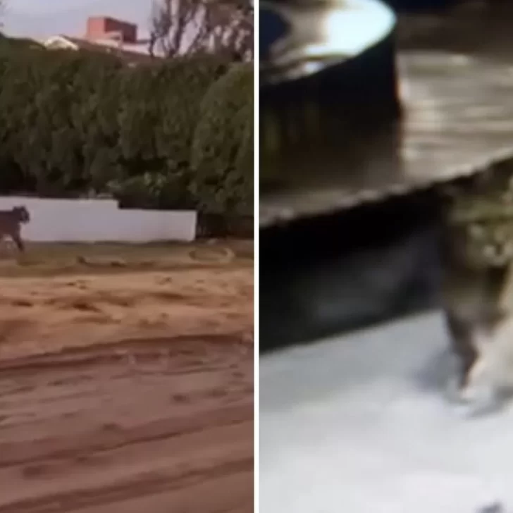 Pumas sueltos en Villa Gesell: temor entre los vecinos por la presencia de los felinos