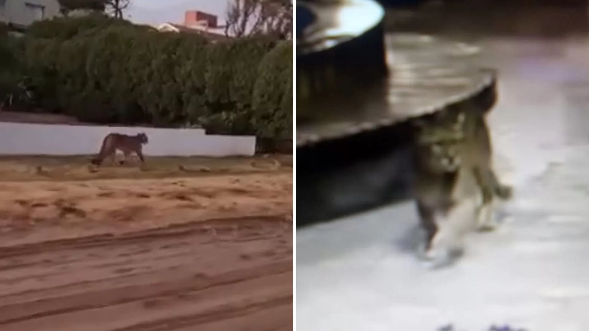 Pumas sueltos en Villa Gesell: temor entre los vecinos por la presencia de los felinos