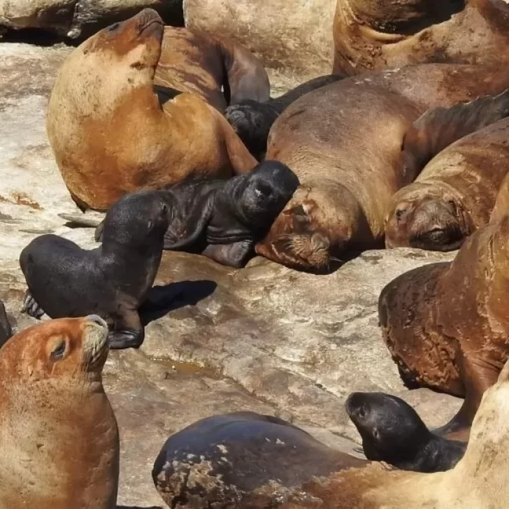 Video. Nacieron los primeros lobitos marinos del 2023 en la reserva natural Punta del Marqués Video. Nacieron los primeros lobitos marinos del 2023 en la reserva natural Punta del Marqués