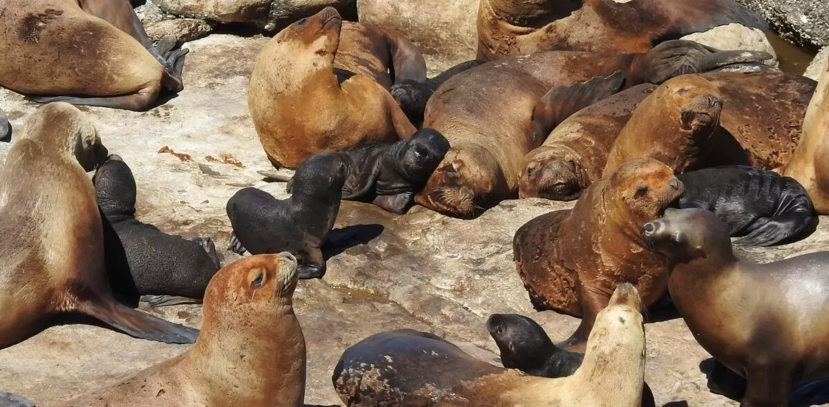 Video. Nacieron los primeros lobitos marinos del 2023 en la reserva natural Punta del Marqués Video. Nacieron los primeros lobitos marinos del 2023 en la reserva natural Punta del Marqués