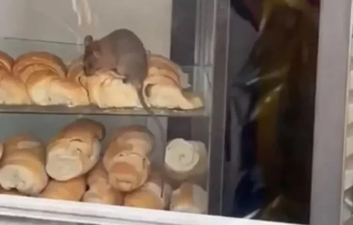 El video de una rata comiendo medialunas en una panadería se hizo viral y causó indignación