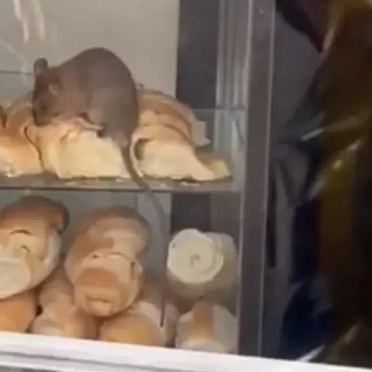 El video de una rata comiendo medialunas en una panadería se hizo viral y causó indignación
