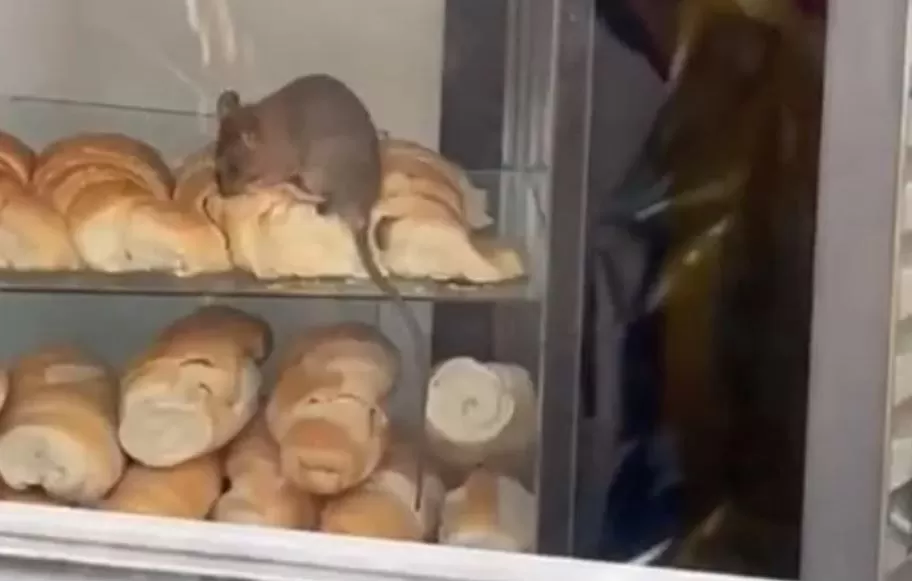 El video de una rata comiendo medialunas en una panadería se hizo viral y causó indignación