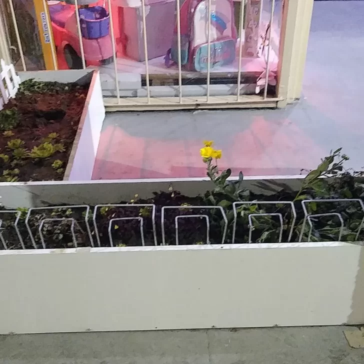 Los “roba plantas” no se toman vacaciones: ahora atacaron el cantero de un comercio en el centro de Río Gallegos