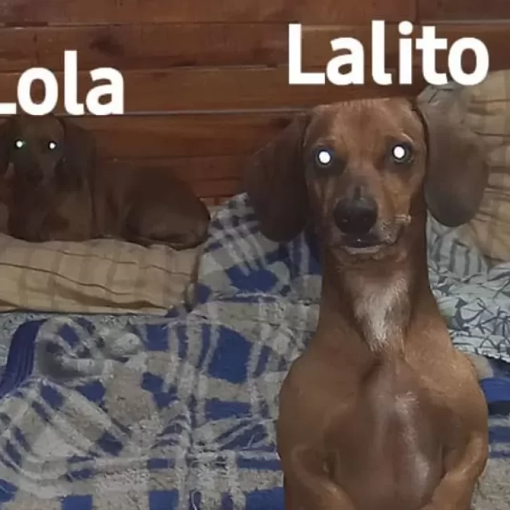 Un vecino busca a sus perros Lola y Lalito: ofrece $50.000 de recompensa para quien los encuentre