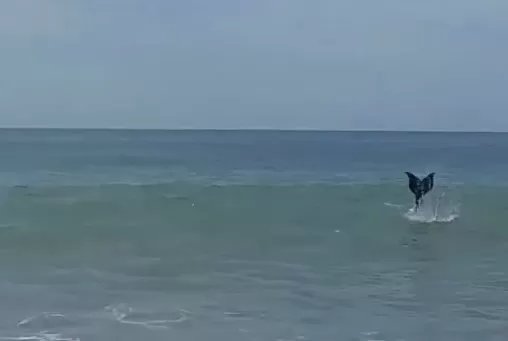 La verdad sobre la “sirena” que apareció en una playa de la Patagonia