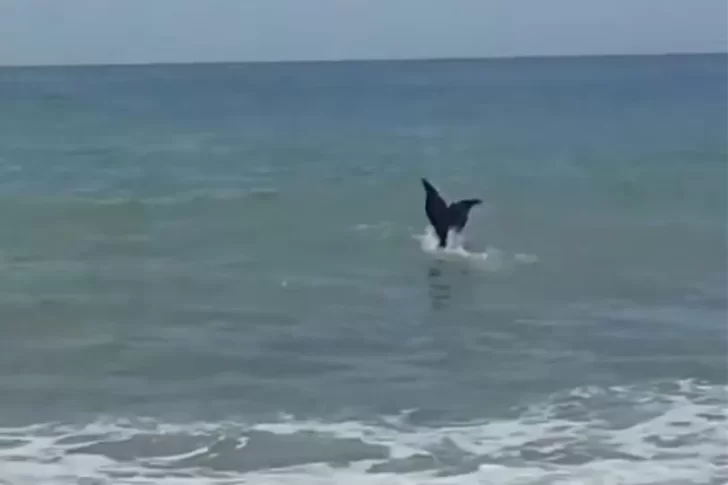 Una “sirena” apareció en una playa de la Patagonia: mirá el video