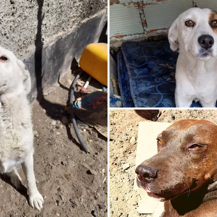 Rescató 11 perras de la calle pero la obligan a regalar 7: “No puedo pagar una multa de $100.000 para que estén cuidadas”