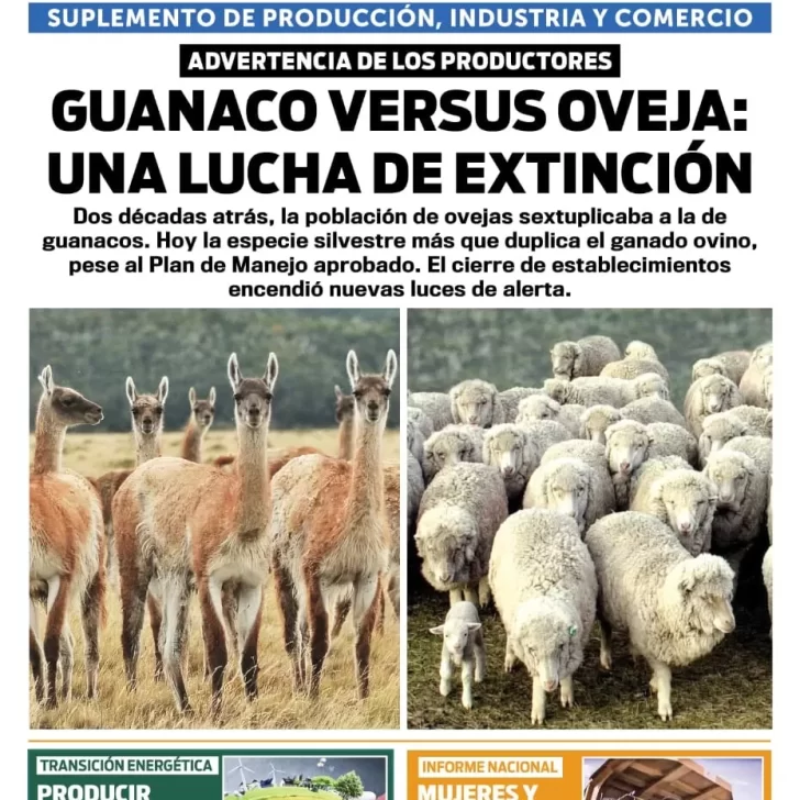 Tapa Suplemento especial de Santa Cruz Produce, Guanaco versus Oveja: una lucha de extinción