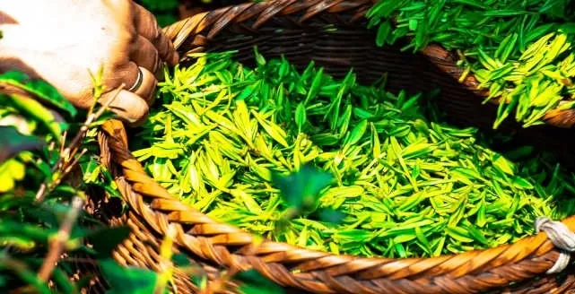 Cuál es el té que mejora la memoria y concentración