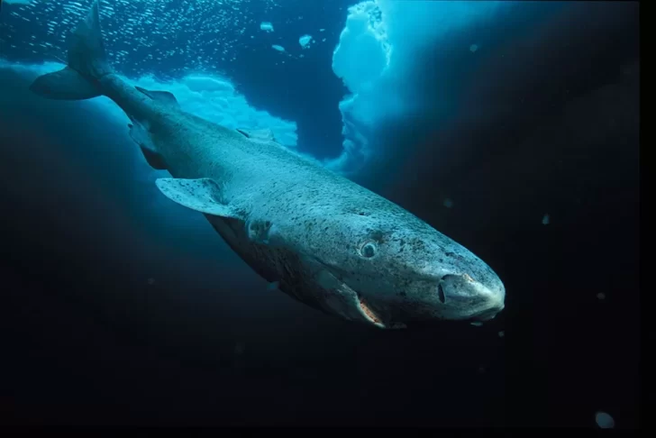 Un tiburón de Groenlandia podría ser el animal más viejo del mundo con 515 años